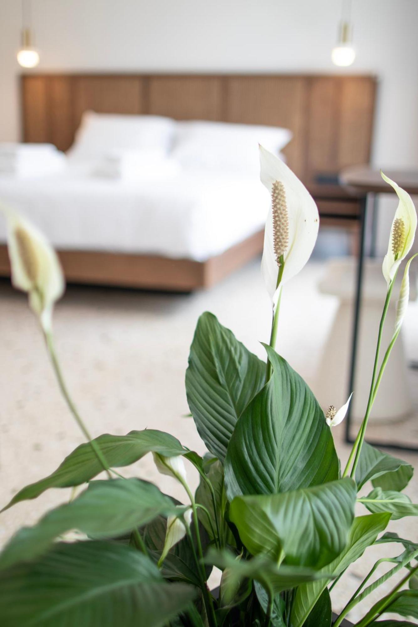 Mythodea Athens Suites Eksteriør billede